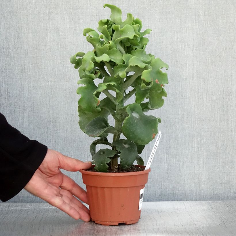 Spécimen de Kalanchoe beharensis Subnuda Pot de 13 cm tel que livré en automne