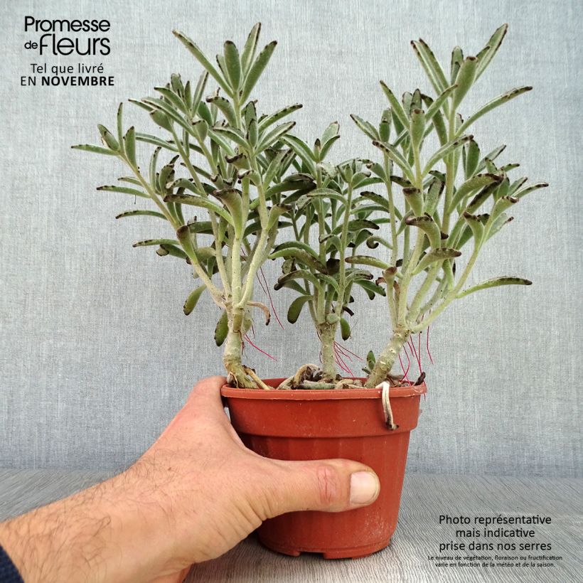 Spécimen de Kalanchoe tomentosa Pot de 13 cm tel que livré en automne