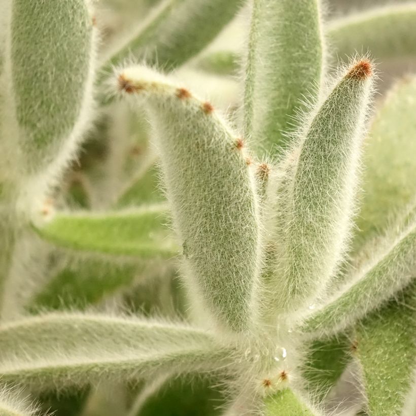 Kalanchoe tomentosa (Feuillage)