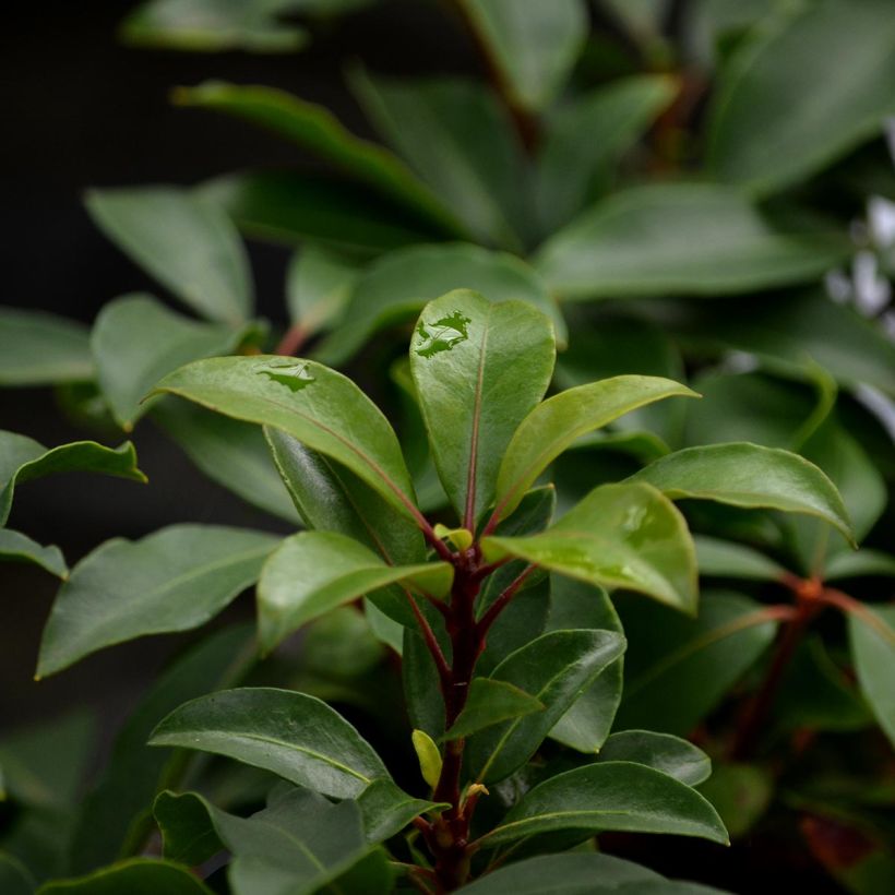 Kalmia latifolia Heart's Desire - Laurier des montagnes rouge et blanc (Feuillage)