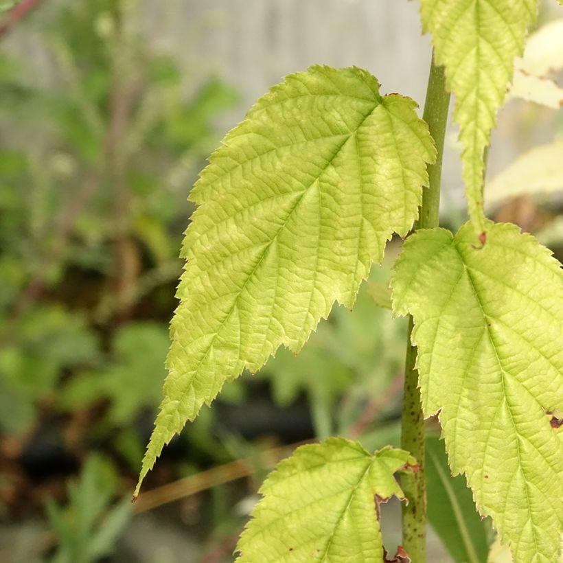 Kerria Japonica Golden Guinea (Feuillage)