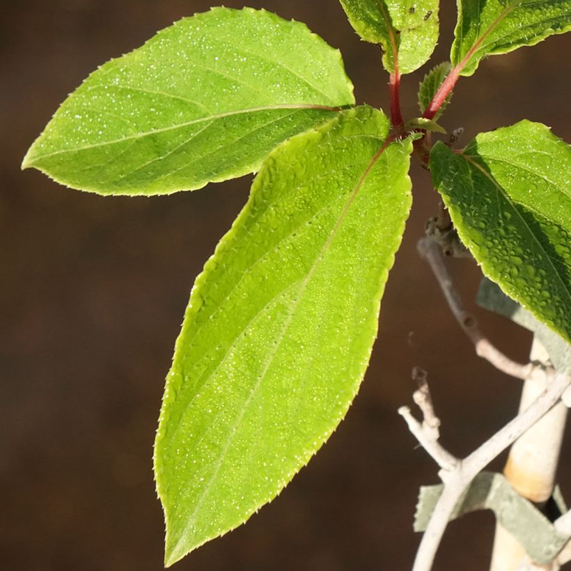 Kiwai mâle Weima - Actinidia arguta (Feuillage)