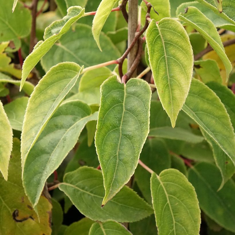 Kiwi arguta Ken's Red (femelle) - Kiwai - Actinidia arguta (Feuillage)