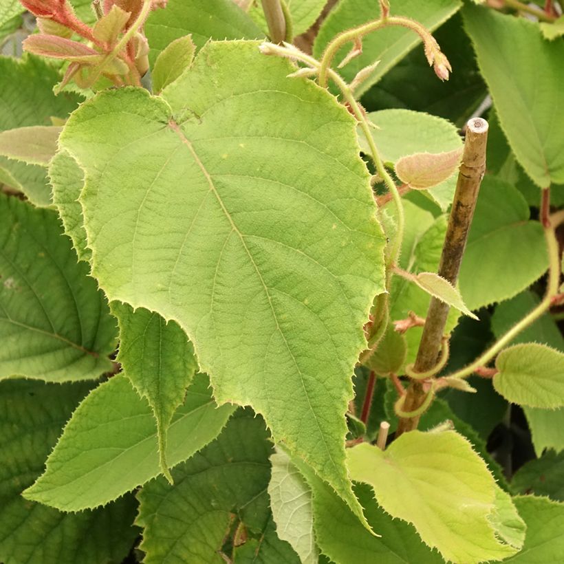 Kiwi autofertile Boskoop - Actinidia deliciosa (Feuillage)