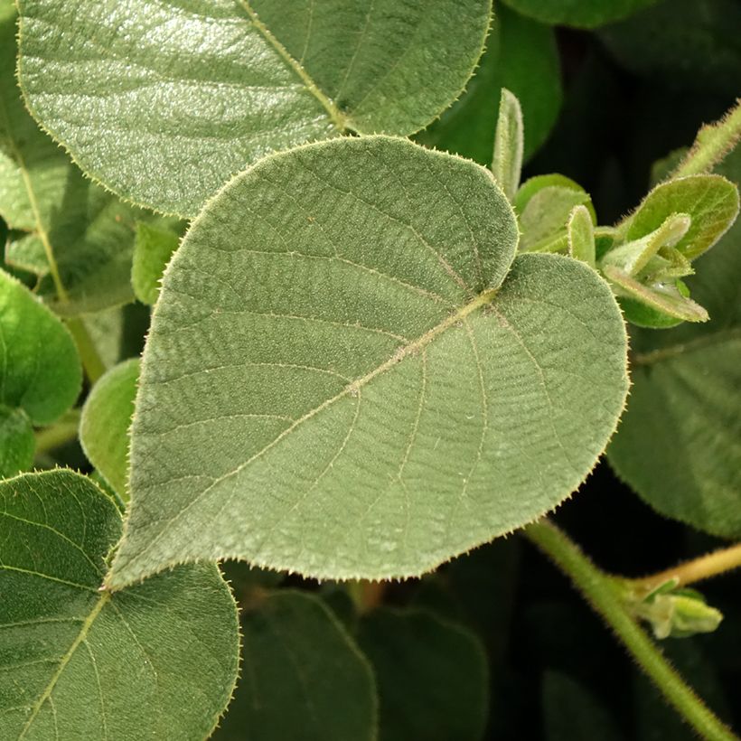 Kiwi jaune Minkigold femelle - Actinidia chinensis (Feuillage)