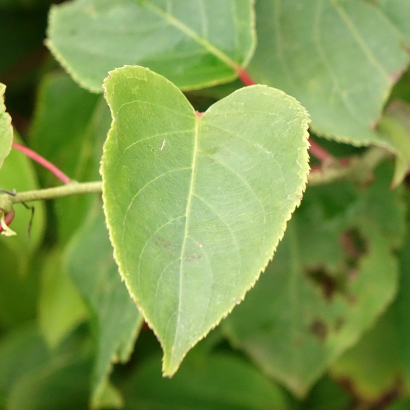 Kiwi arguta Bingo (femelle) - Kiwaï - Actinidia arguta (Feuillage)