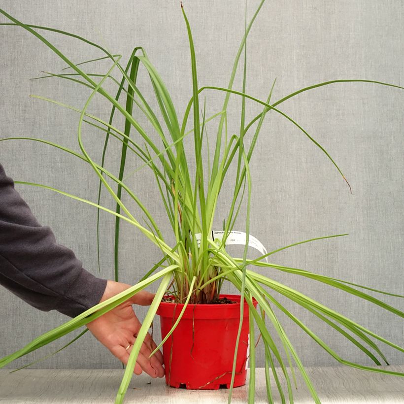 Spécimen de Kniphofia uvaria Nobilis - Tritoma géant - Pot de 3L/4L tel que livré en été