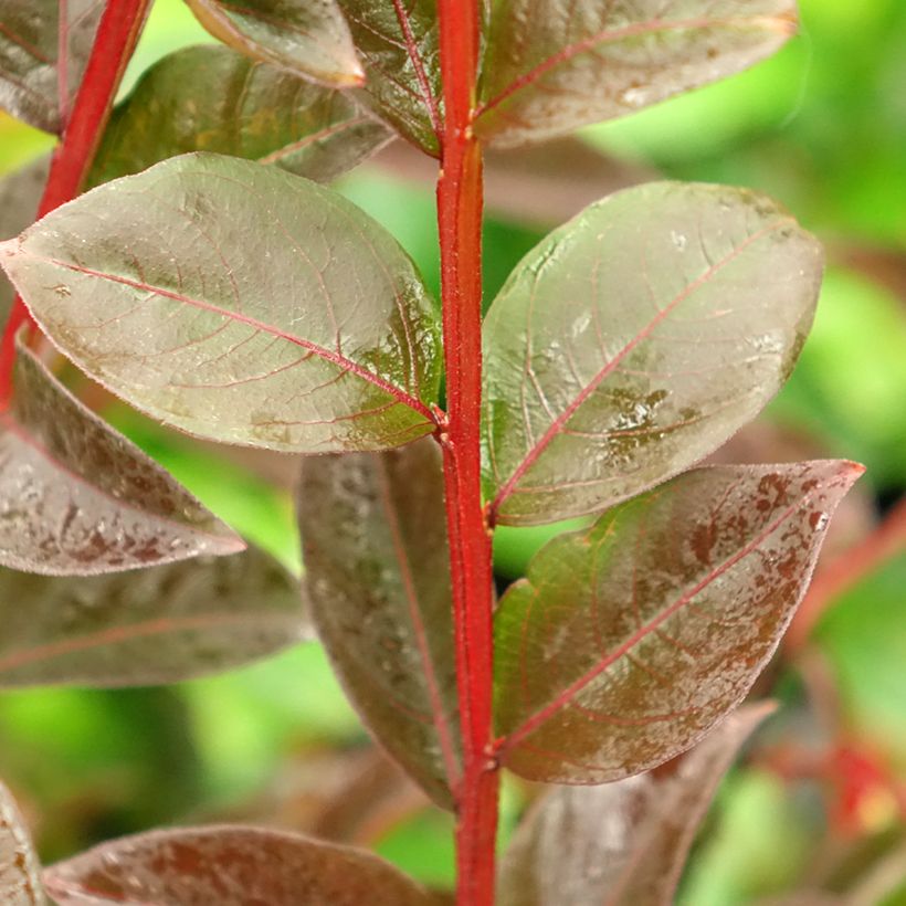 Lagerstroemia indica Black Solitaire (Black Diamond) Shell Pink - Lilas des Indes (Feuillage)