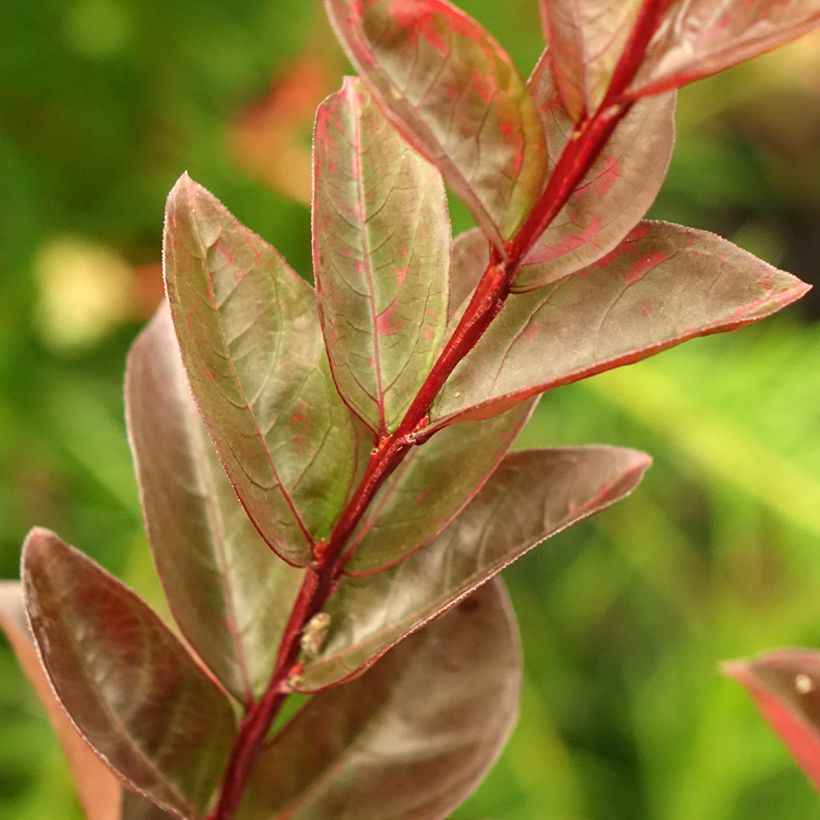 Lagerstroemia indica Black Solitaire® (Black Diamond) Blush - Lilas des Indes (Feuillage)