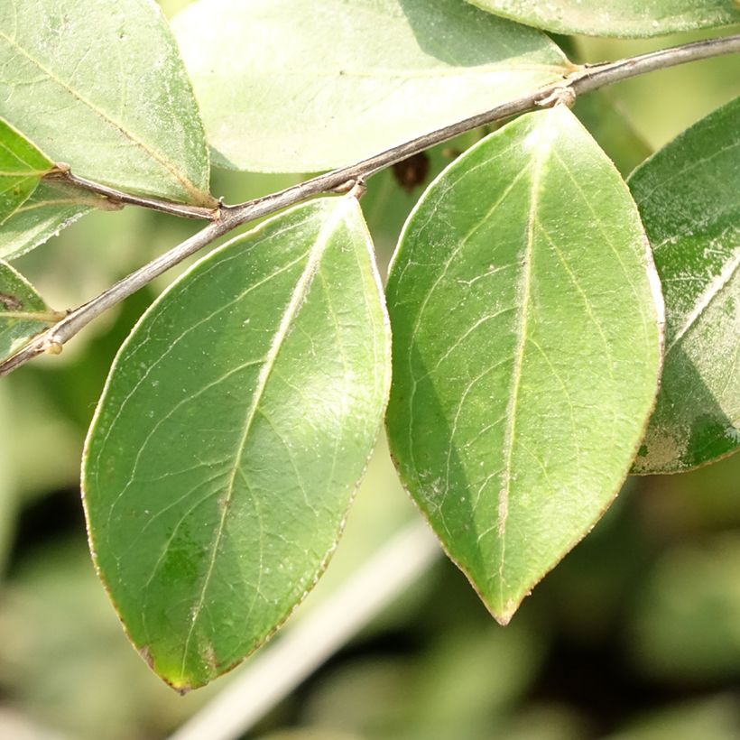 Lagerstroemia indica Pixie White - Lilas des Indes  (Feuillage)