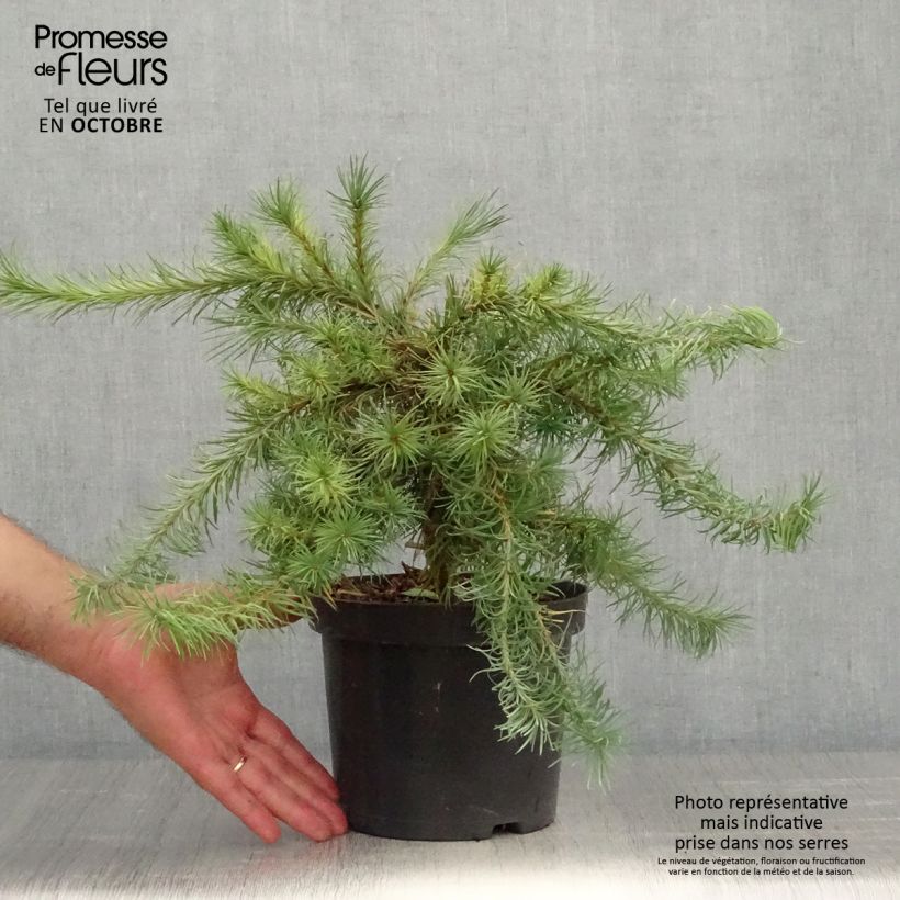 Spécimen de Larix kaempferi Blue Dwarf - Mélèze du Japon nain                       Pot de 2L/3L tel que livré en automne