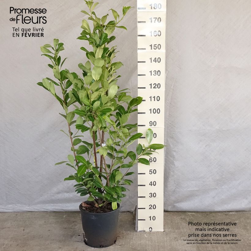 Spécimen de Laurier cerise - Prunus laurocerasus Rotundifolia 150+cm en pot de 18L/20L tel que livré en hiver