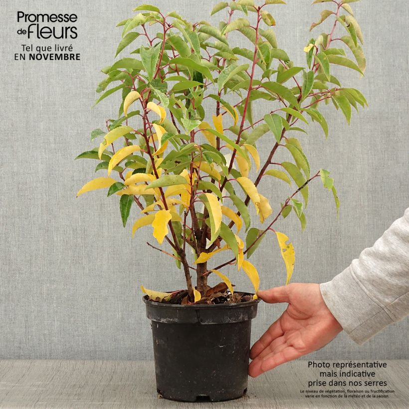 Spécimen de Laurier du Portugal panaché - Prunus lusitanica Variegata tel que livré en automne