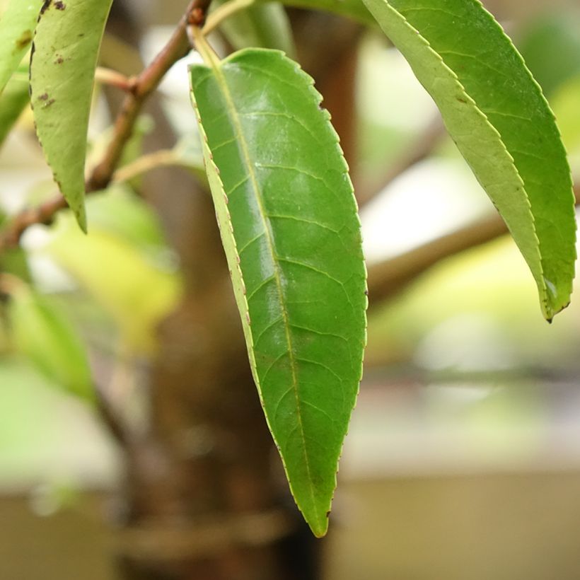 Laurier du Portugal - Prunus lusitanica Myrtifolia (Feuillage)