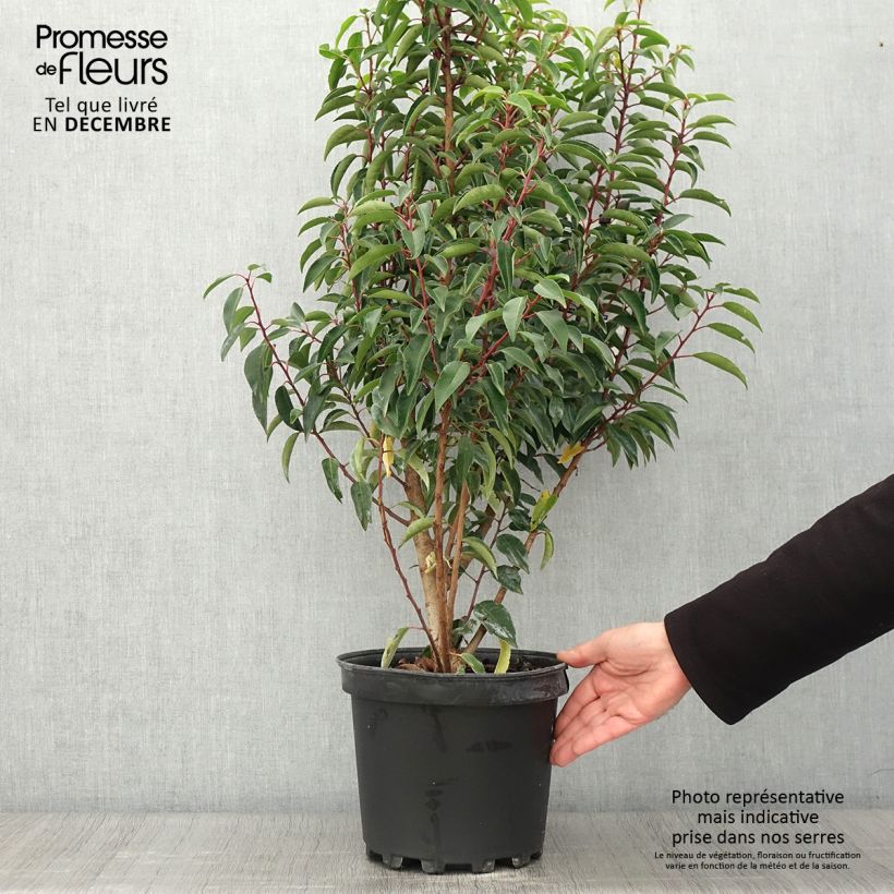 Spécimen de Laurier du Portugal - Prunus lusitanica Myrtifolia tel que livré en automne