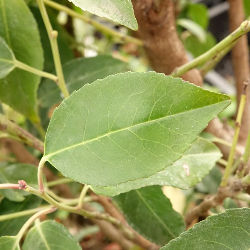 Laurier du Portugal - Prunus lusitanica Myrtifolia (Feuillage)