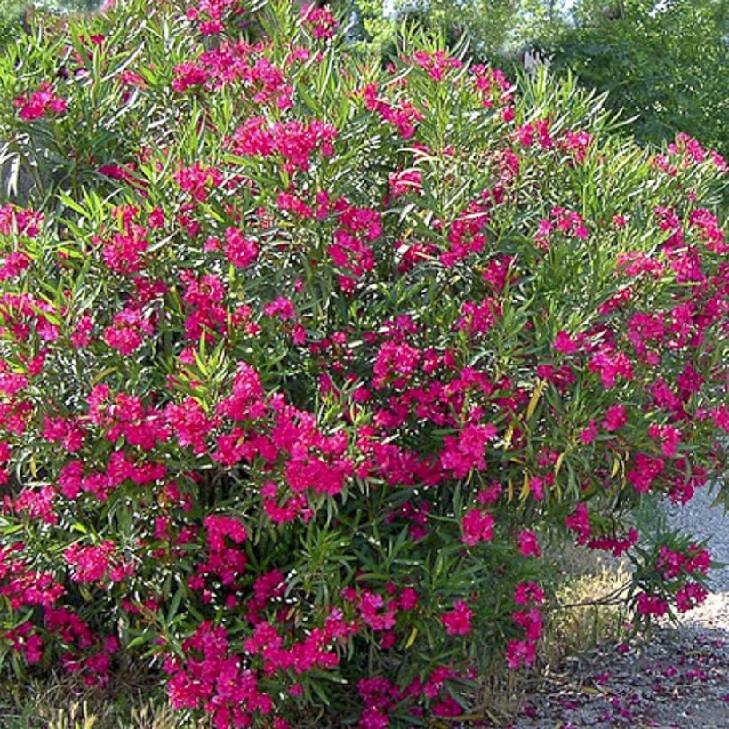 Laurier rose Jannoch - Nerium oleander (Floraison)