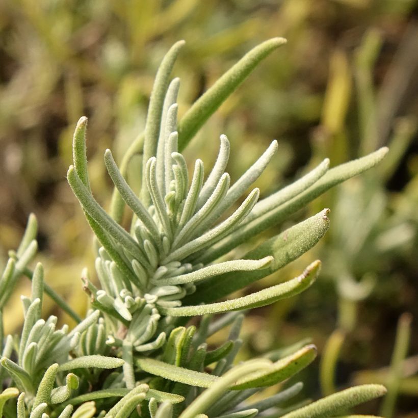 Lavande Arctic Snow - Lavandula angustifolia (Feuillage)