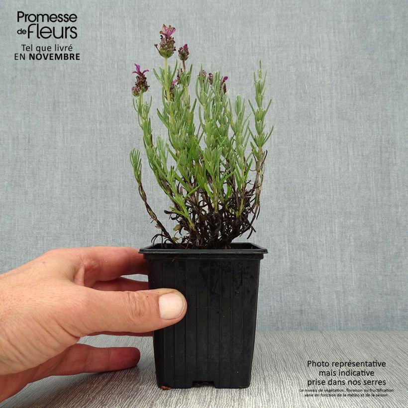 Spécimen de Lavandula stoechas Magical Posy Pink - Lavande papillon tel que livré en automne