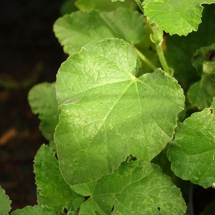 Lavatera Chamallow - Lavatère, mauve en arbre (Feuillage)