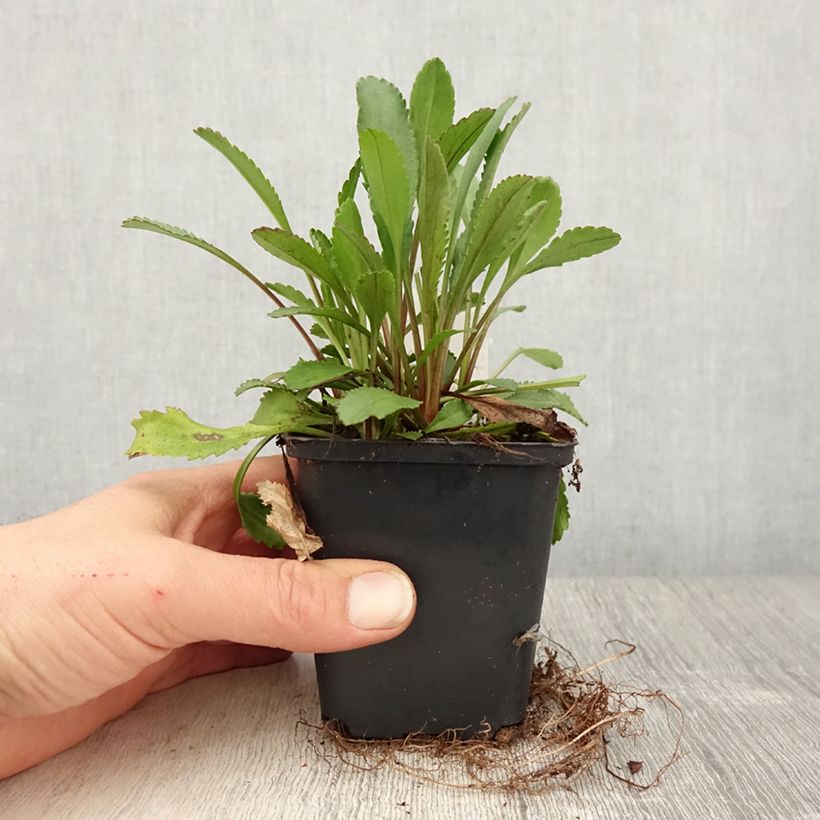 Spécimen de Leucanthemum superbum Alaska - Grande marguerite Godet de 8/9 cm tel que livré au printemps