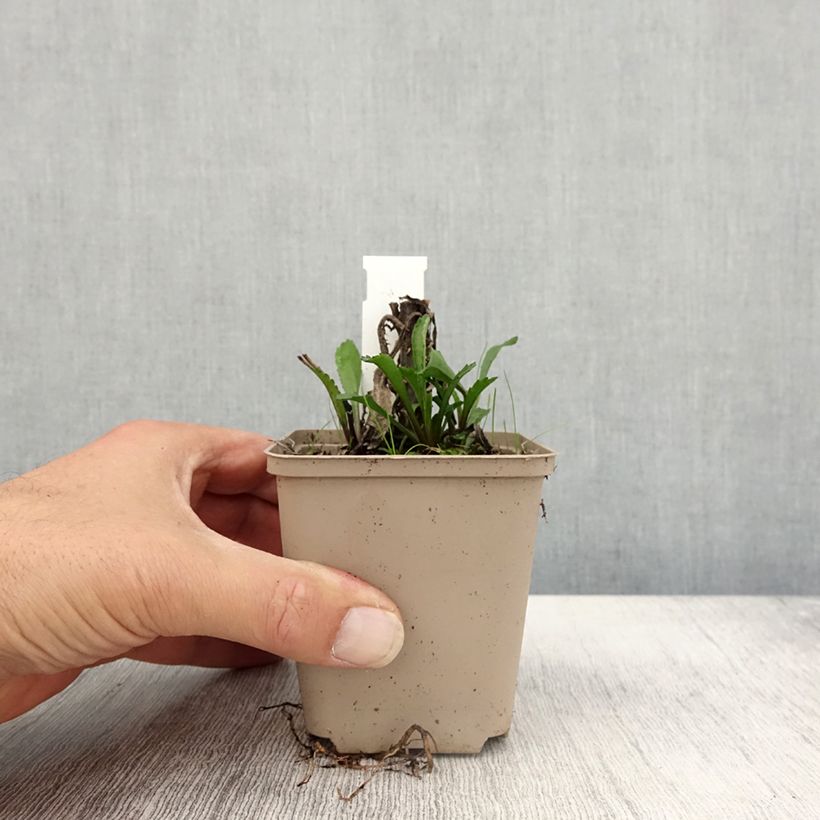 Spécimen de Leucanthemum superbum Luna - Grande marguerite Godet de 9cm tel que livré en automne