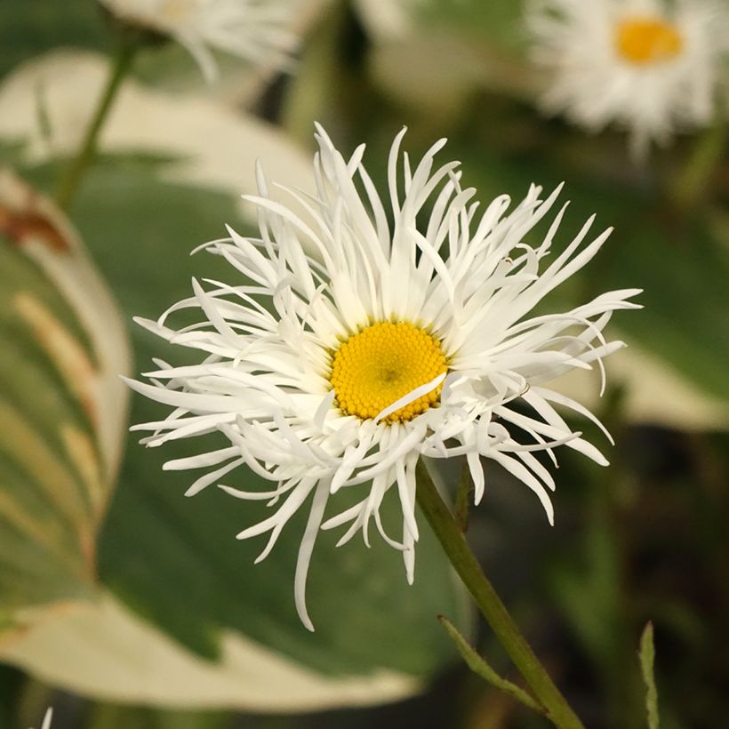 Leucanthemum superbum Old Court - Grande Marguerite  (Floraison)