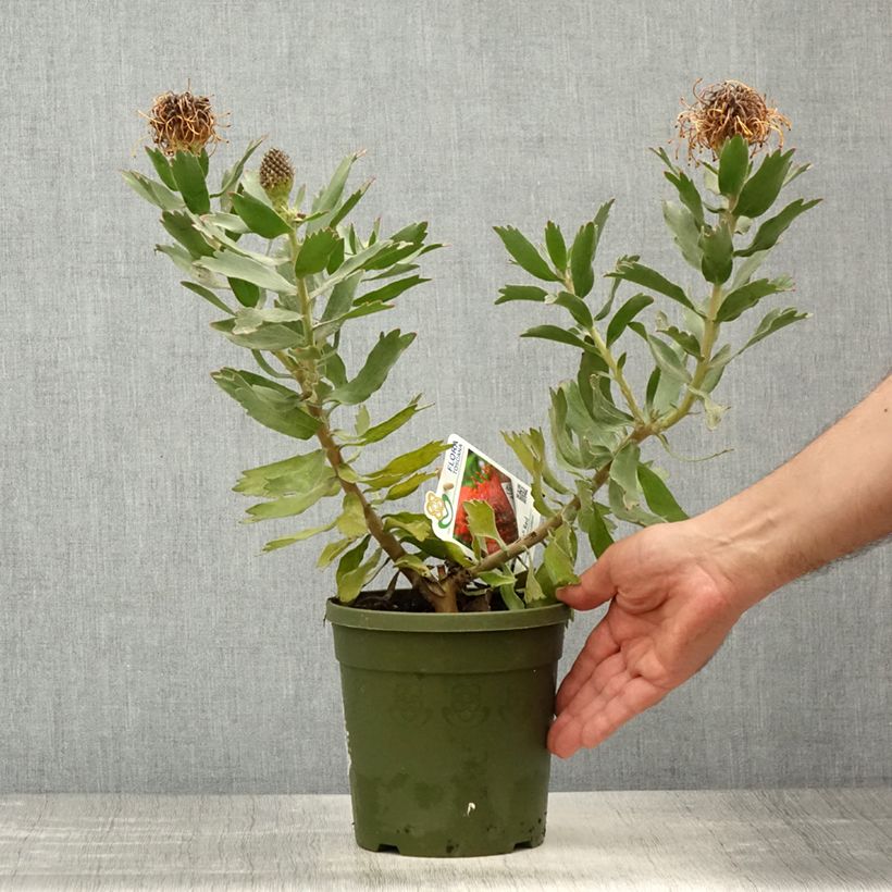 Spécimen de Leucospermum Ayoba Red - Pelote d'épingles Rouge Pot de 2L/3L tel que livré au printemps