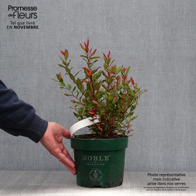 Spécimen de Leucothoe fontanesiana Little Flames en pot de 2l/3l tel que livré en automne