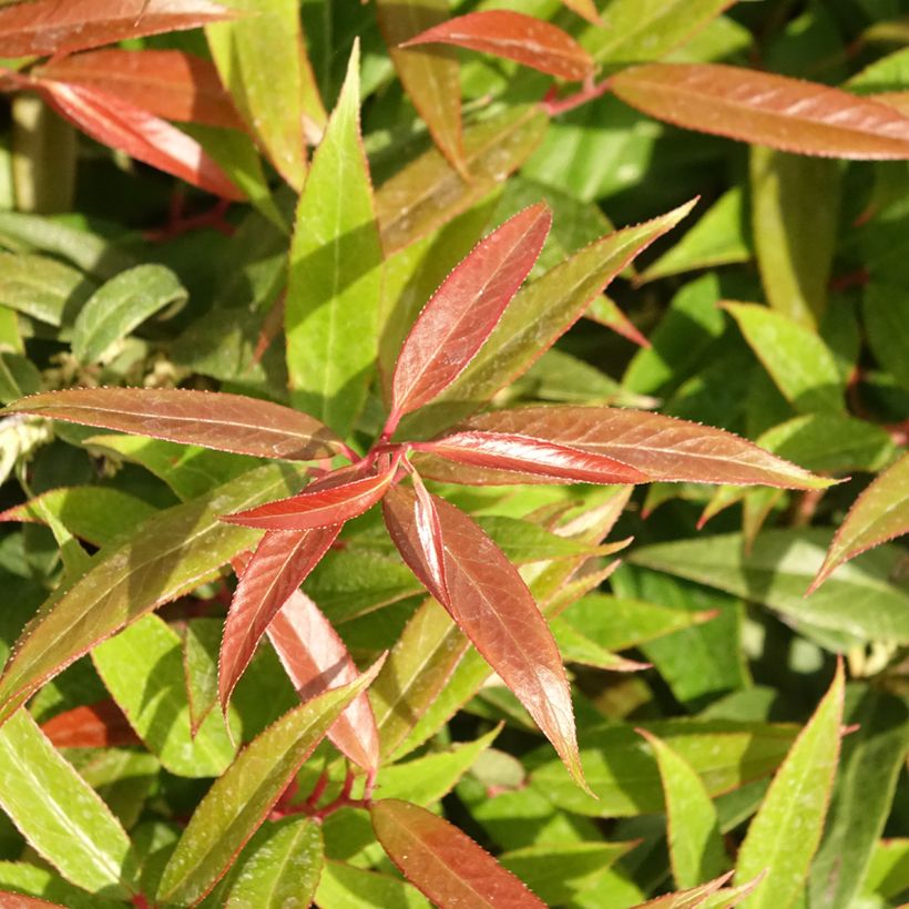 Leucothoe keiskei Burning Love (Feuillage)