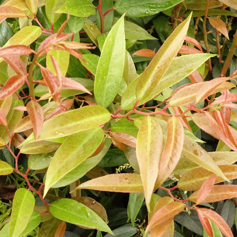 Leucothoe walteri Royal Ruby (Feuillage)