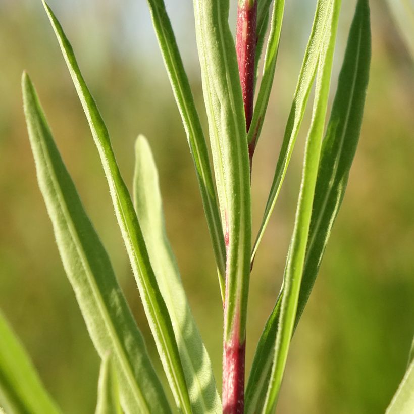 Liatris ligulistylis, Plume du Kansas (Feuillage)