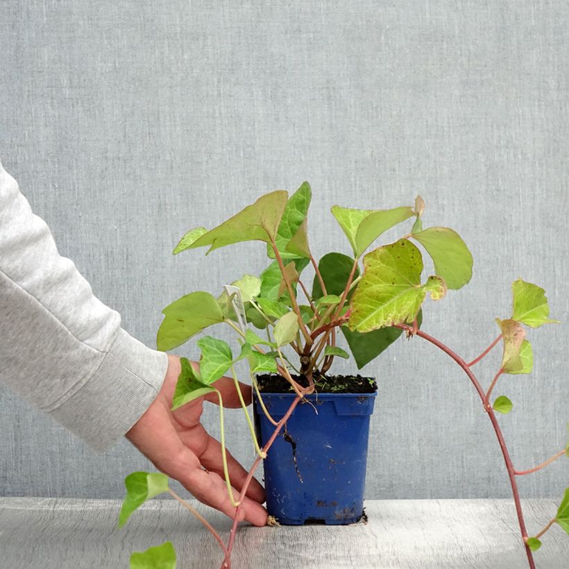 Spécimen de Lierre couvre-sol - Hedera algeriensis Bellecour tel que livré en été