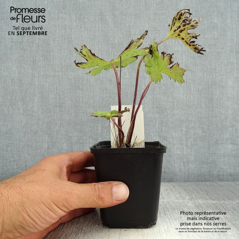 Spécimen de Ligulaire - Ligularia przewalskii tel que livré en été
