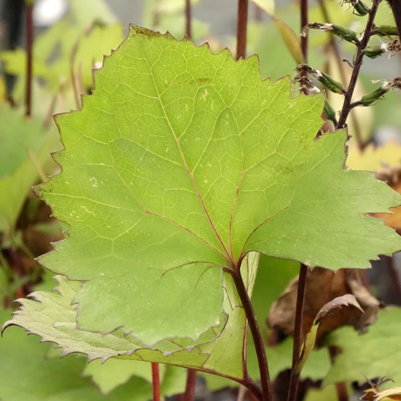 Ligulaire - Ligularia stenocephala Little Rocket (Feuillage)