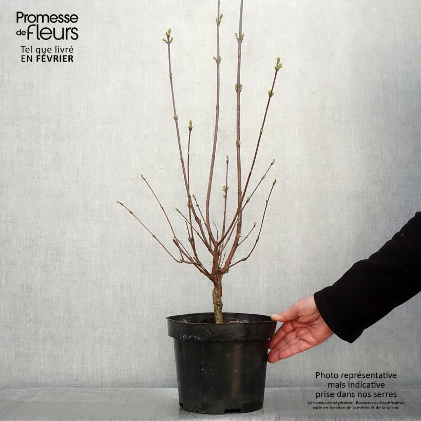 Spécimen de Lilas à feuilles pennées - Syringa pinnatifolia Pot de 4L/5L tel que livré en hiver