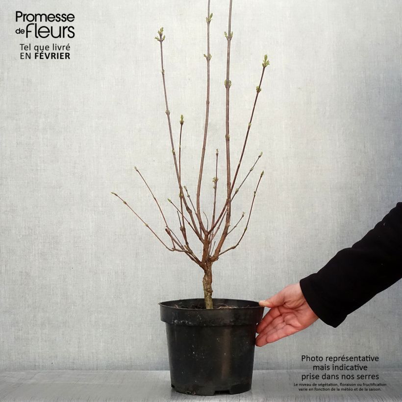 Spécimen de Lilas à feuilles pennées - Syringa pinnatifolia tel que livré en hiver