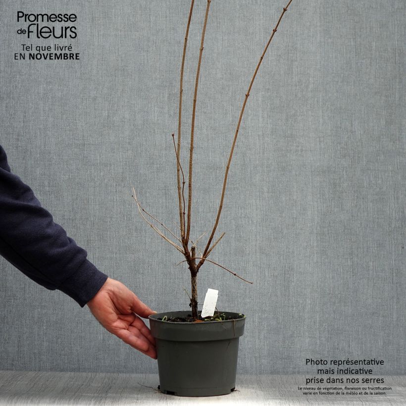 Spécimen de Lilas de Chine - Syringa microphylla Superba en pot de 2/3L tel que livré en automne