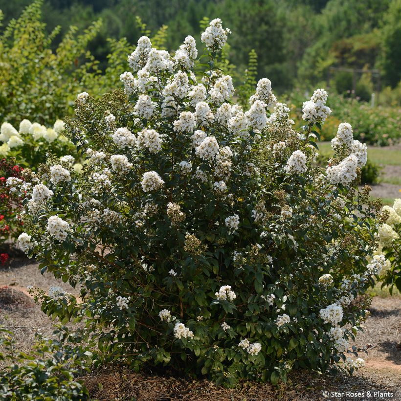 Lagerstroemia Enduring White - Lilas des Indes (Port)