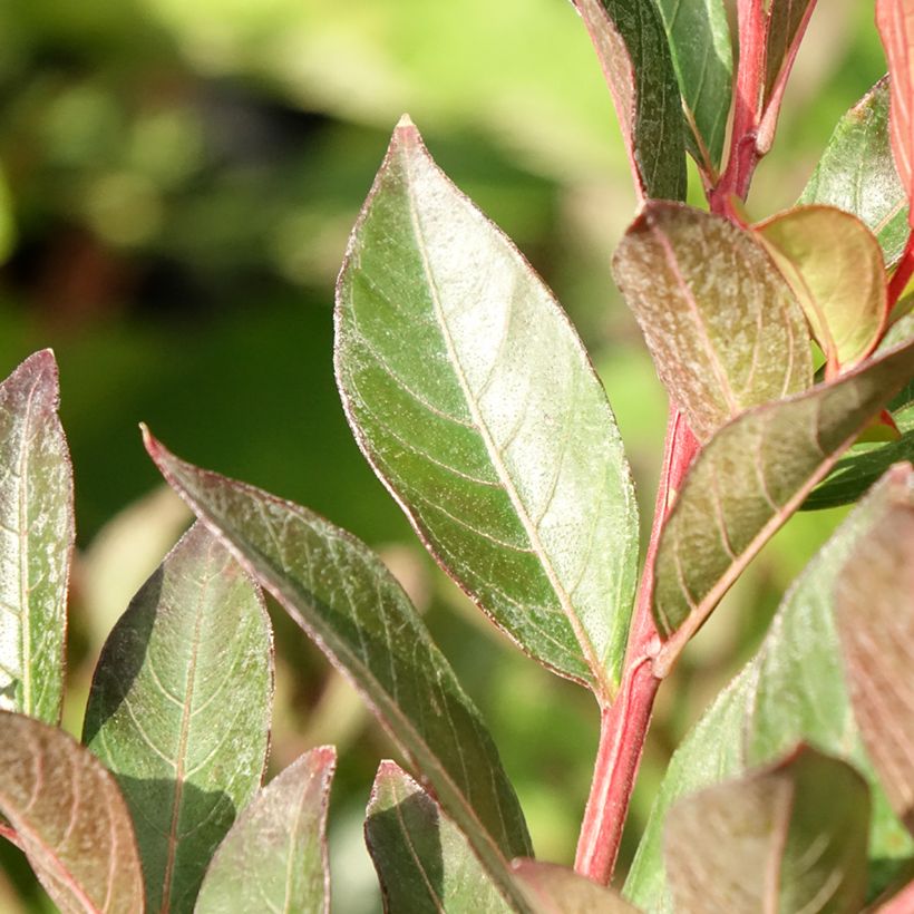 Lilas des Indes - Lagerstroemia indica Berry Dazzle (Feuillage)