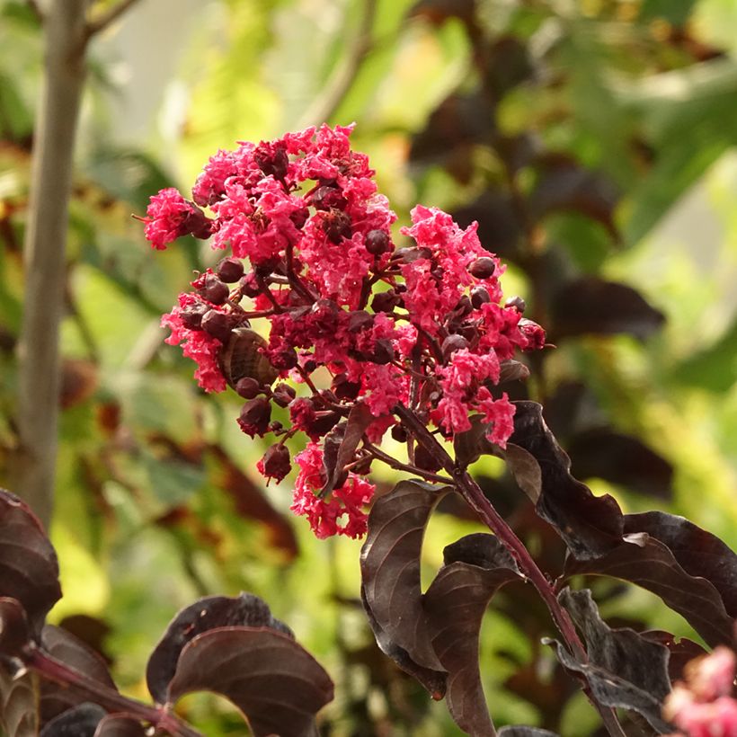 Lilas des Indes - Lagerstroemia indica Black Solitaire Best Red (Feuillage)