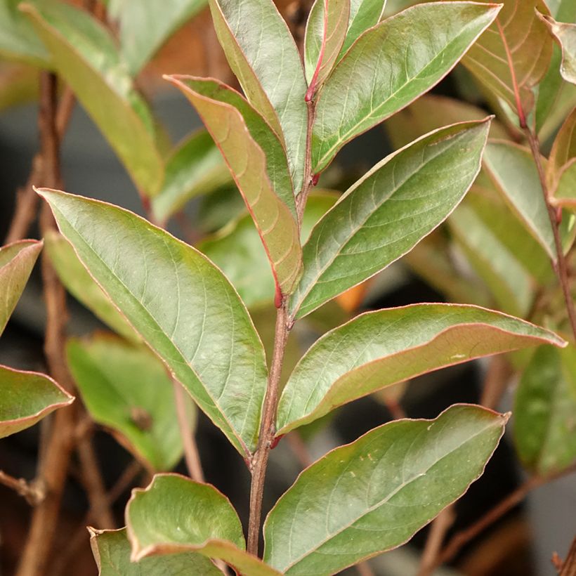 Lilas des Indes - Lagerstroemia indica Enduring Lavender (Feuillage)