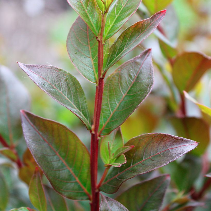 Lilas des Indes - Lagerstroemia indica Enduring Red (Feuillage)