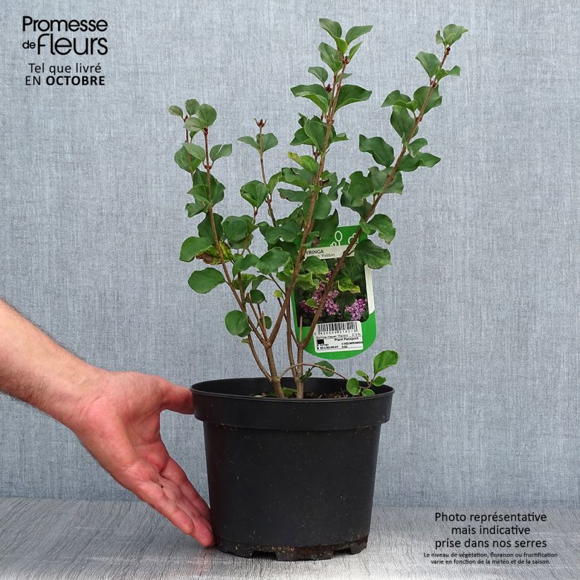 Spécimen de Lilas - Syringa meyeri Palibin Pot de 2L/3L tel que livré en automne