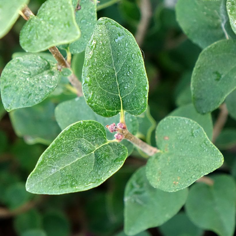 Lilas - Syringa Tinkerbelle (Feuillage)