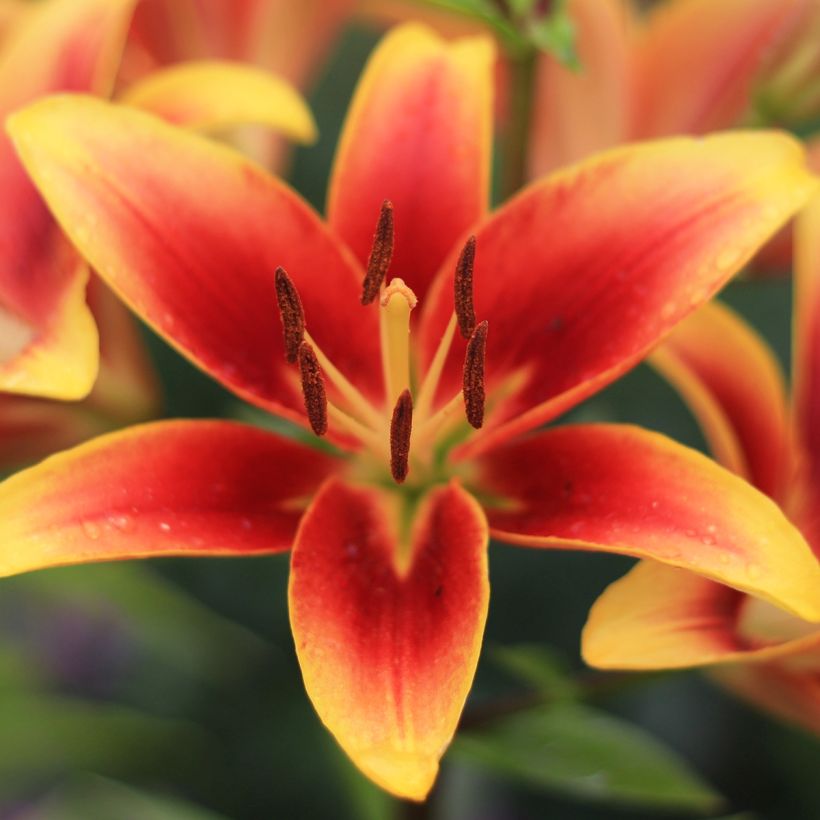 Lis hybride Avalon Sunset - Lilium asiatique x oriental (Floraison)