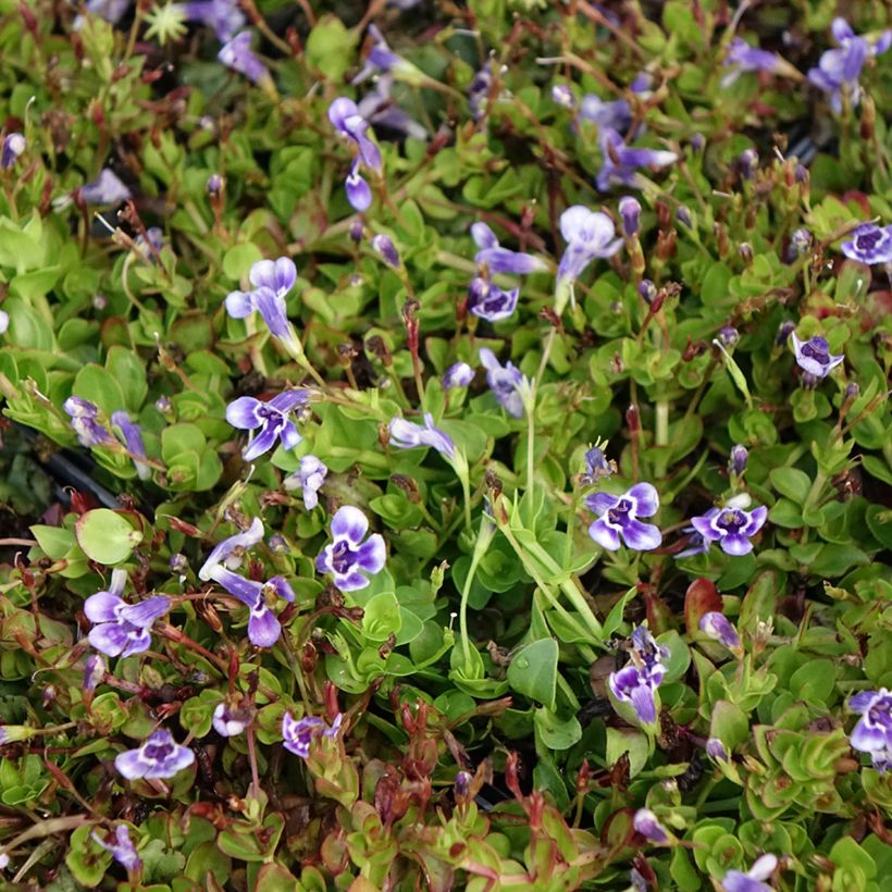 Lindernia grandiflora - Lindernie à grandes fleurs (Floraison)