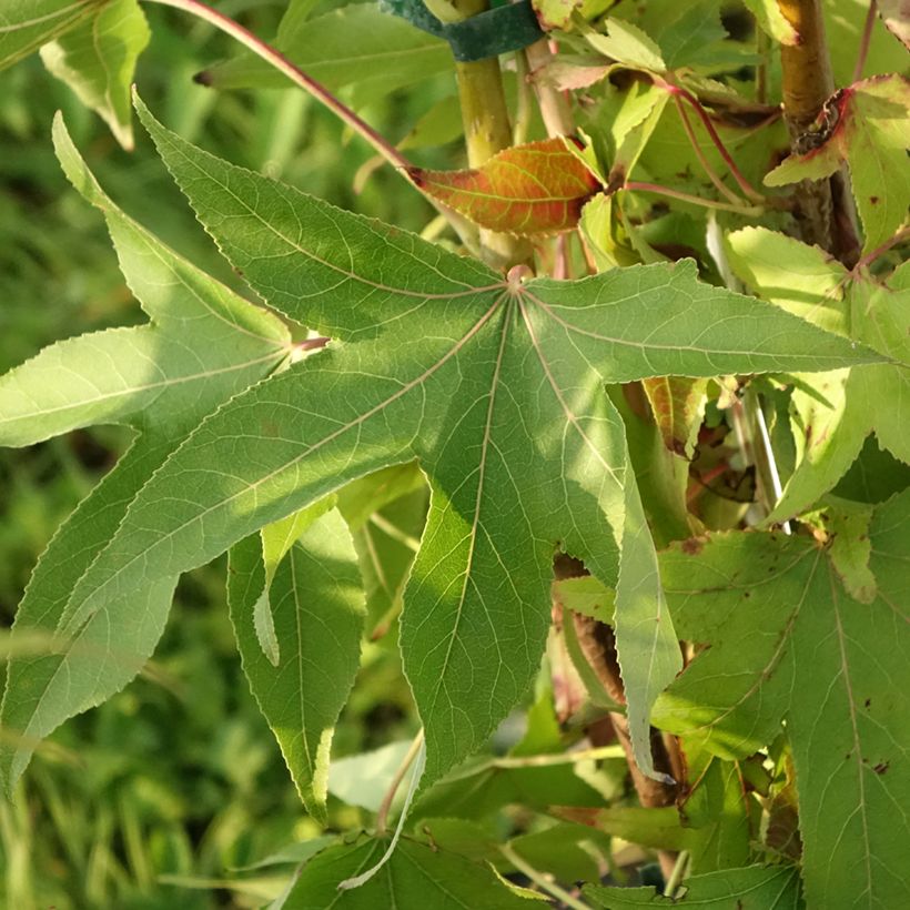 Liquidambar styraciflua Thea - Copalme d'Amérique (Feuillage)