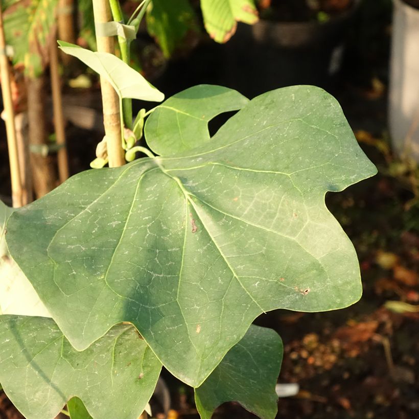 Liriodendron tulipifera Purgatory - Tulipier de Virginie panaché (Feuillage)