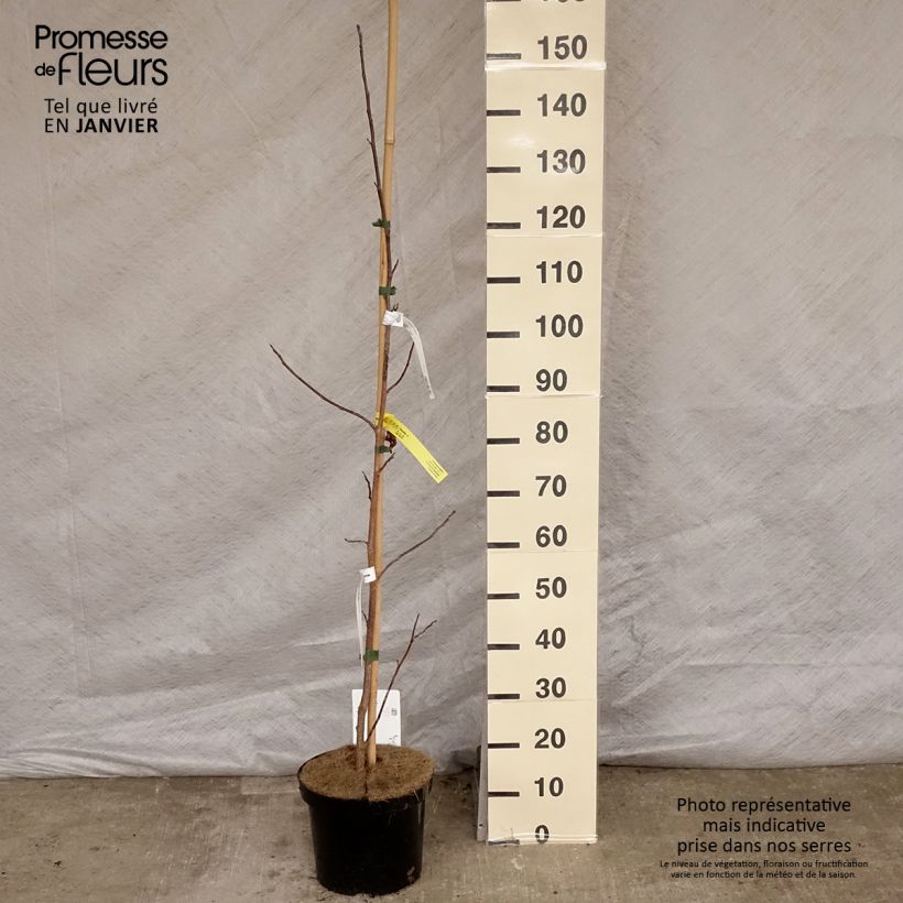 Spécimen de Liriodendron tulipifera - Tulipier de Virginie Pot de 7,5L/10L tel que livré en hiver